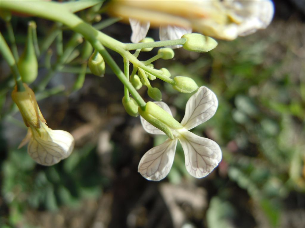 Raphanus raphanistrum subsp. raphanistrum/ Ravanello selvatico